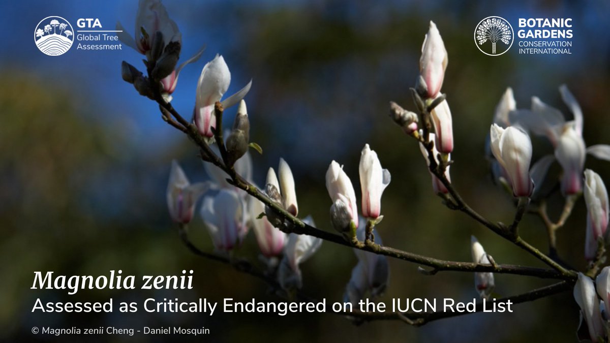 #DYK? With >300 species, magnolias are widely appreciated around the world for their ornamental qualities &amp; as sources of medicine &amp; timber. However, many are also in peril. The Red List of Magnoliaceae found that 47% of Magnolia species are threatened with extinction in the wild