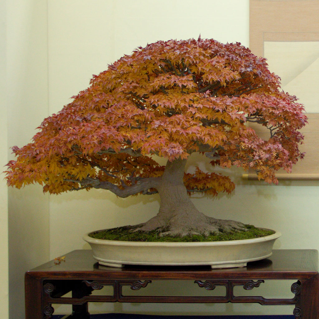 bonsaitreecoza's tweet photo. Some more bonsai tips for Autumn - https://t.co/7m3kPGLj2C https://t.co/DUcmvSPx5r