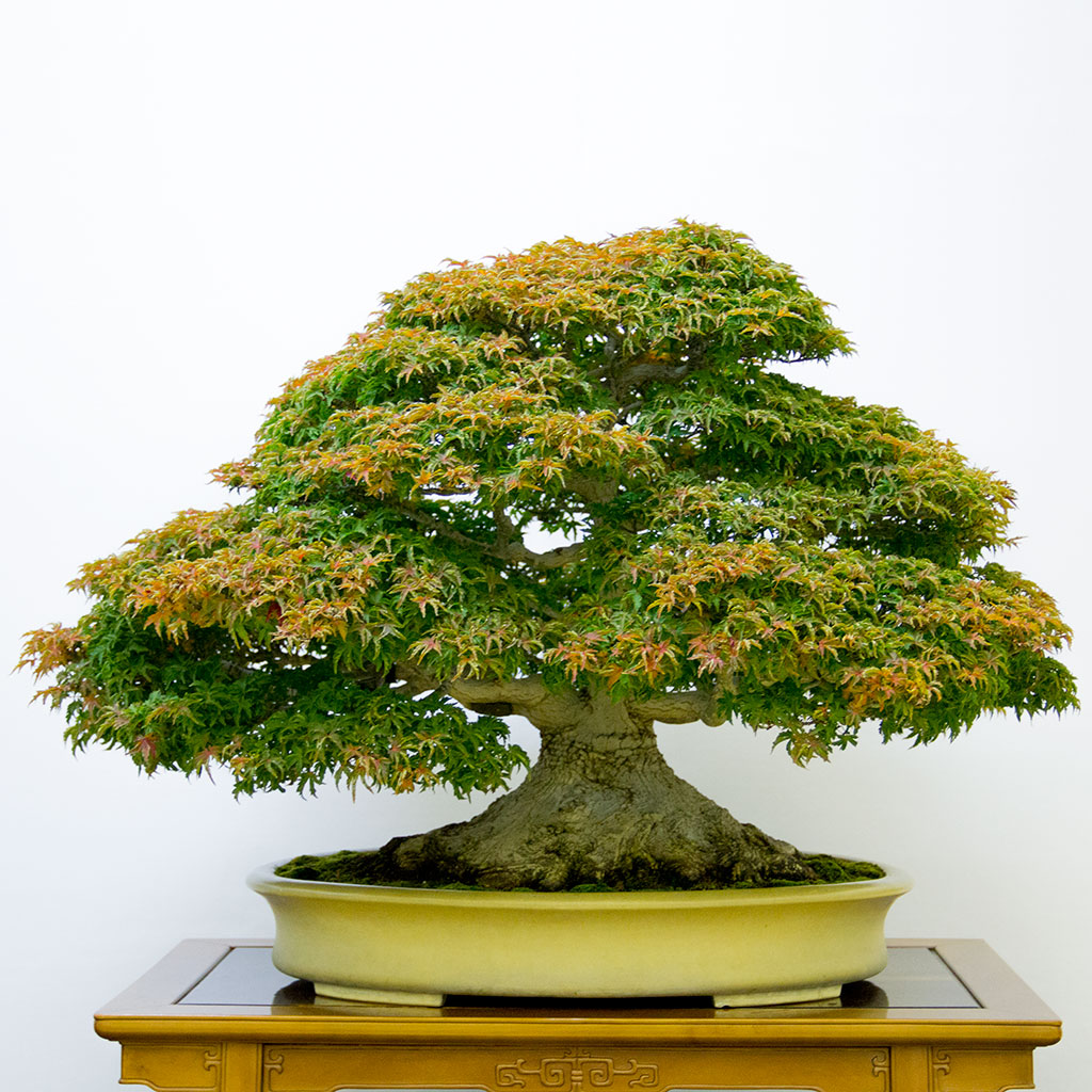 bonsaitreecoza's tweet photo. Some more bonsai tips for Autumn - https://t.co/7m3kPGLj2C https://t.co/DUcmvSPx5r