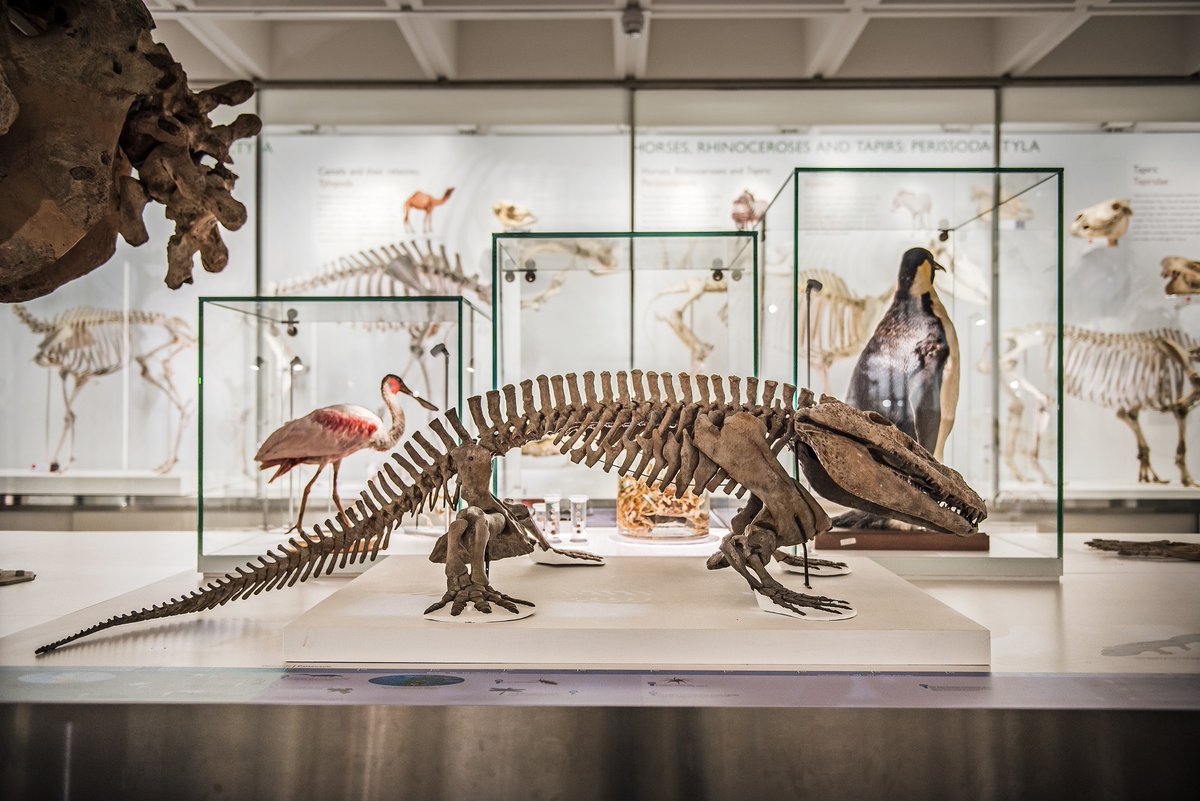 ZoologyMuseum's tweet photo. It's FREE & no need to book to visit one of the largest & most important natural history collections in the UK. Thousands of incredible specimens on display plus see our #ButterfliesThroughTime exhibition - on now until 18 Sept 2022. Open Tues-Sun 🦋🐳🐘
https://t.co/gMUQ3k9ynT https://t.co/gADm88g9Db