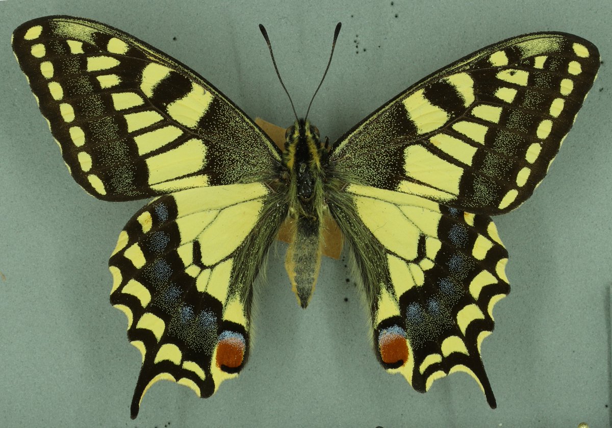 ZoologyMuseum's tweet photo. It's FREE & no need to book to visit one of the largest & most important natural history collections in the UK. Thousands of incredible specimens on display plus see our #ButterfliesThroughTime exhibition - on now until 18 Sept 2022. Open Tues-Sun 🦋🐳🐘
https://t.co/gMUQ3k9ynT https://t.co/gADm88g9Db