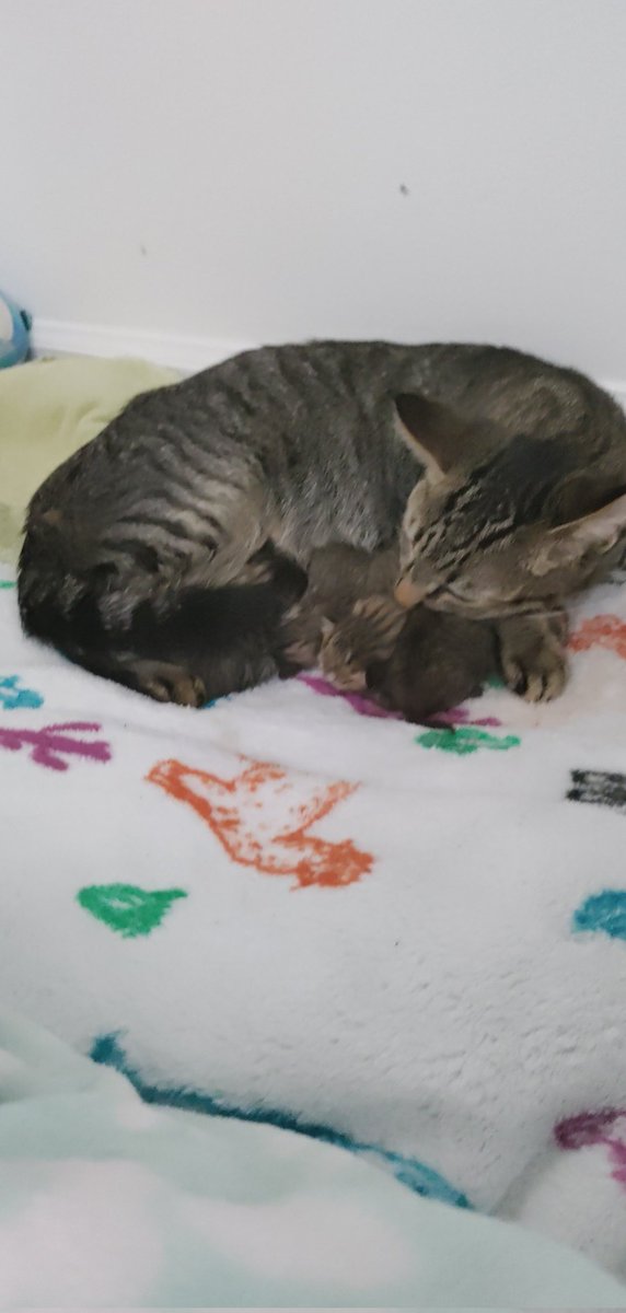 stinkyfrends's tweet photo. Munchkin woke us up with a sharp meow and an hour or so later out popped 4 little donuts we are in tears omg https://t.co/bM81qmABeO
