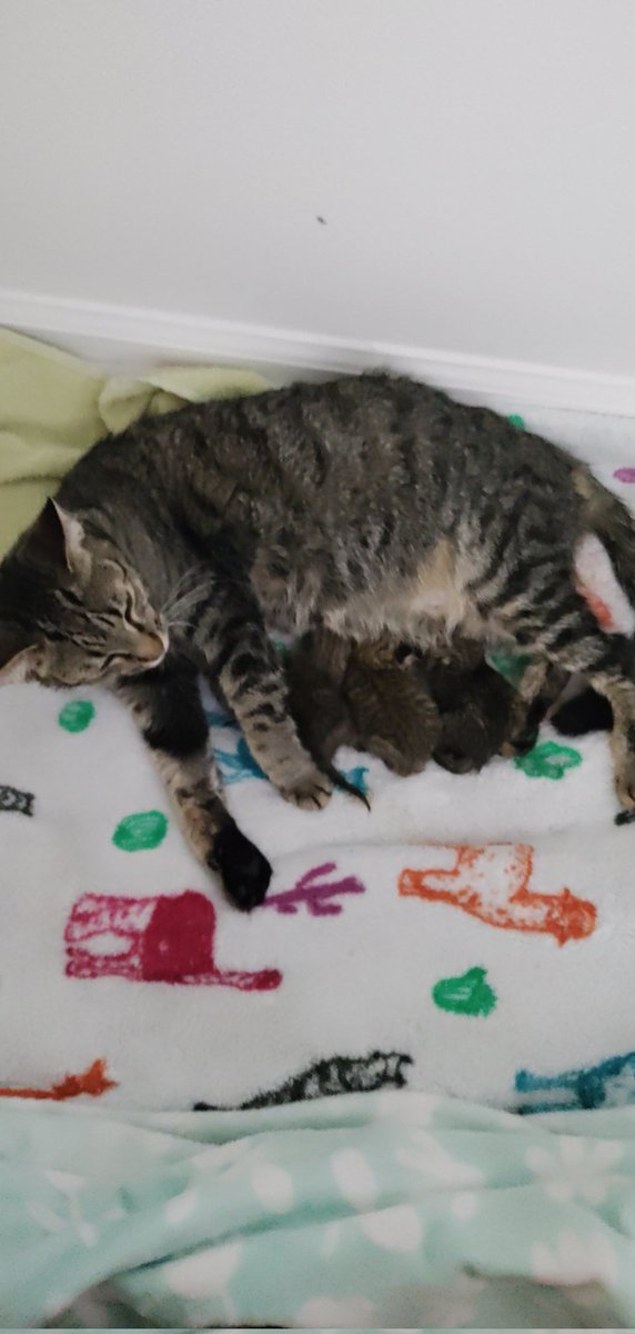 stinkyfrends's tweet photo. Munchkin woke us up with a sharp meow and an hour or so later out popped 4 little donuts we are in tears omg https://t.co/bM81qmABeO