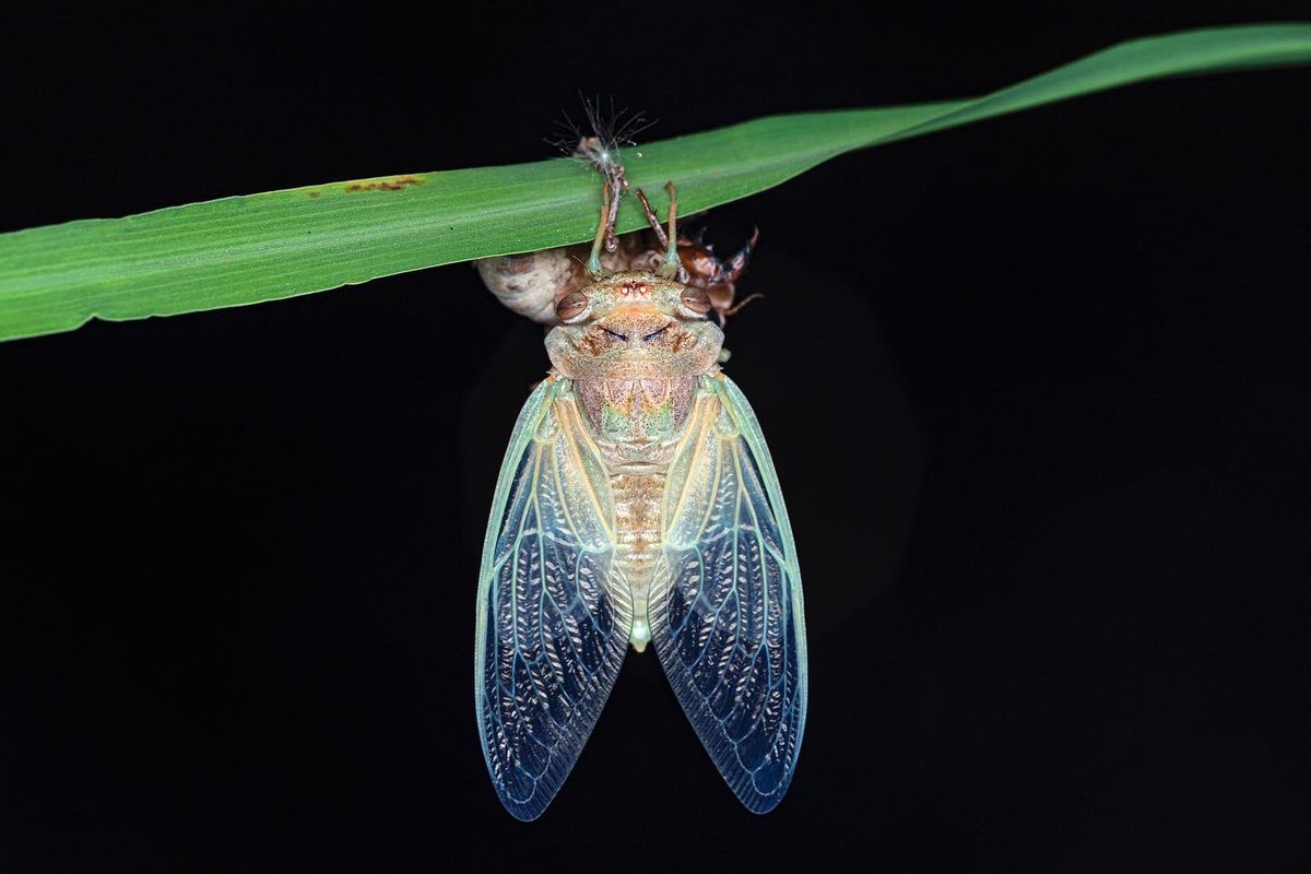 HamedSaud80's tweet photo. الزيز أو الصرناخ العربي 
Arabian cicada 

في حالة انسلاخ طور الحورية لحشرة كاملة بعد خروجها من الأرض . 
وتمكث الحورية في باطن الأرض لسنوات طويلة يقال تصل الى ١٤ سنة ومن ثم تخرج لتتحول لحشرة كاملة تعيش أقل من شهر وتموت ! https://t.co/kUDCvkKsAi