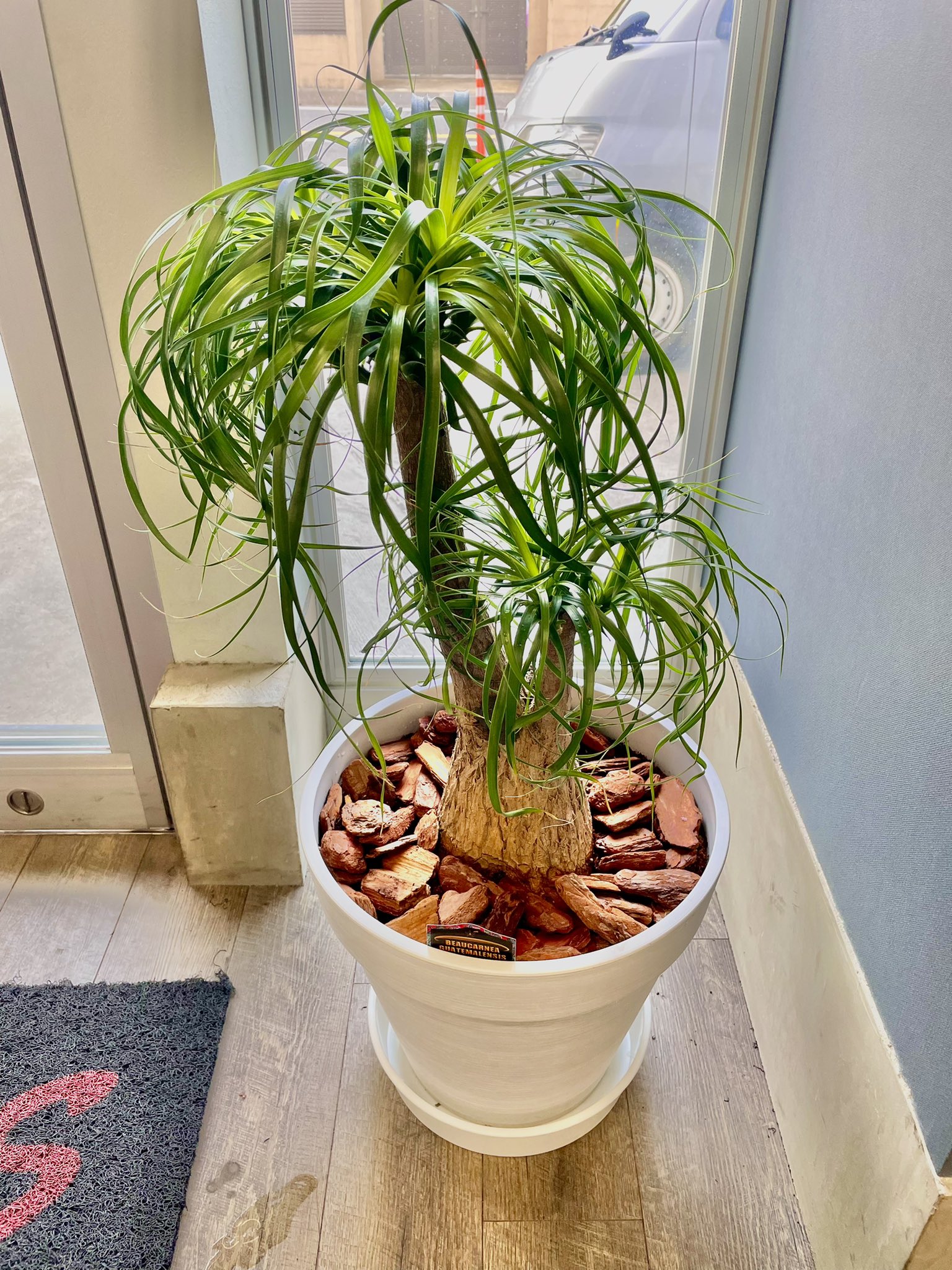 Kenkichi Tajima 市場で見て一発で気に入って仕入れた 観葉植物 ノリナ ポニーテール 売れちゃった 納品完了 商売としては良いことなんだけどこの数ヶ月植え替えしたり可愛がってきたのでチョットさみしい 元気で大きくなれよ 観葉植物