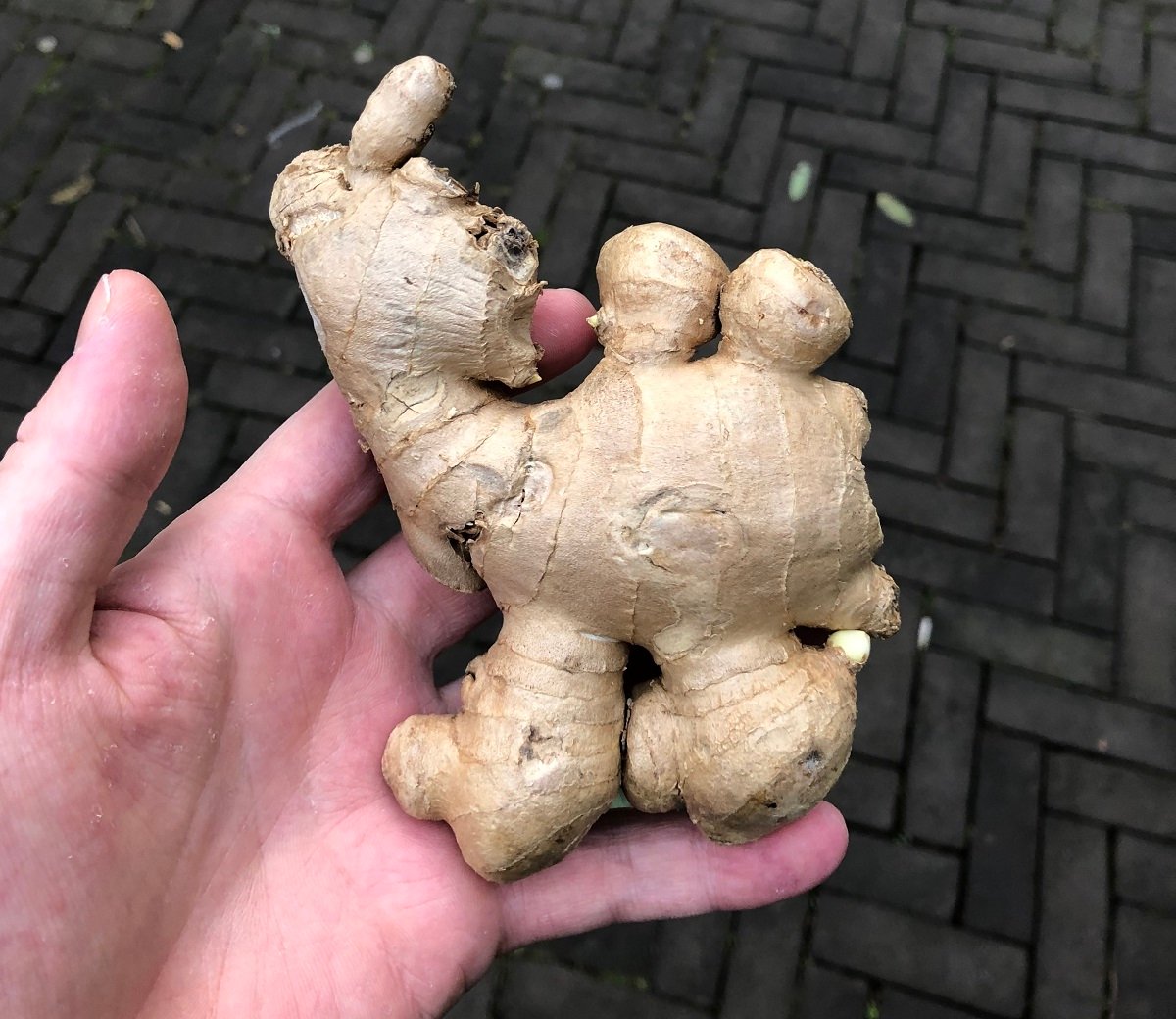 weekendbuilder1's tweet photo. #GEMBERKAMEEL #GINGERCAMEL TO NFT, 
OFFICIAL RELEASE 01 MAY 2022 https://t.co/Arv0dEgAKK