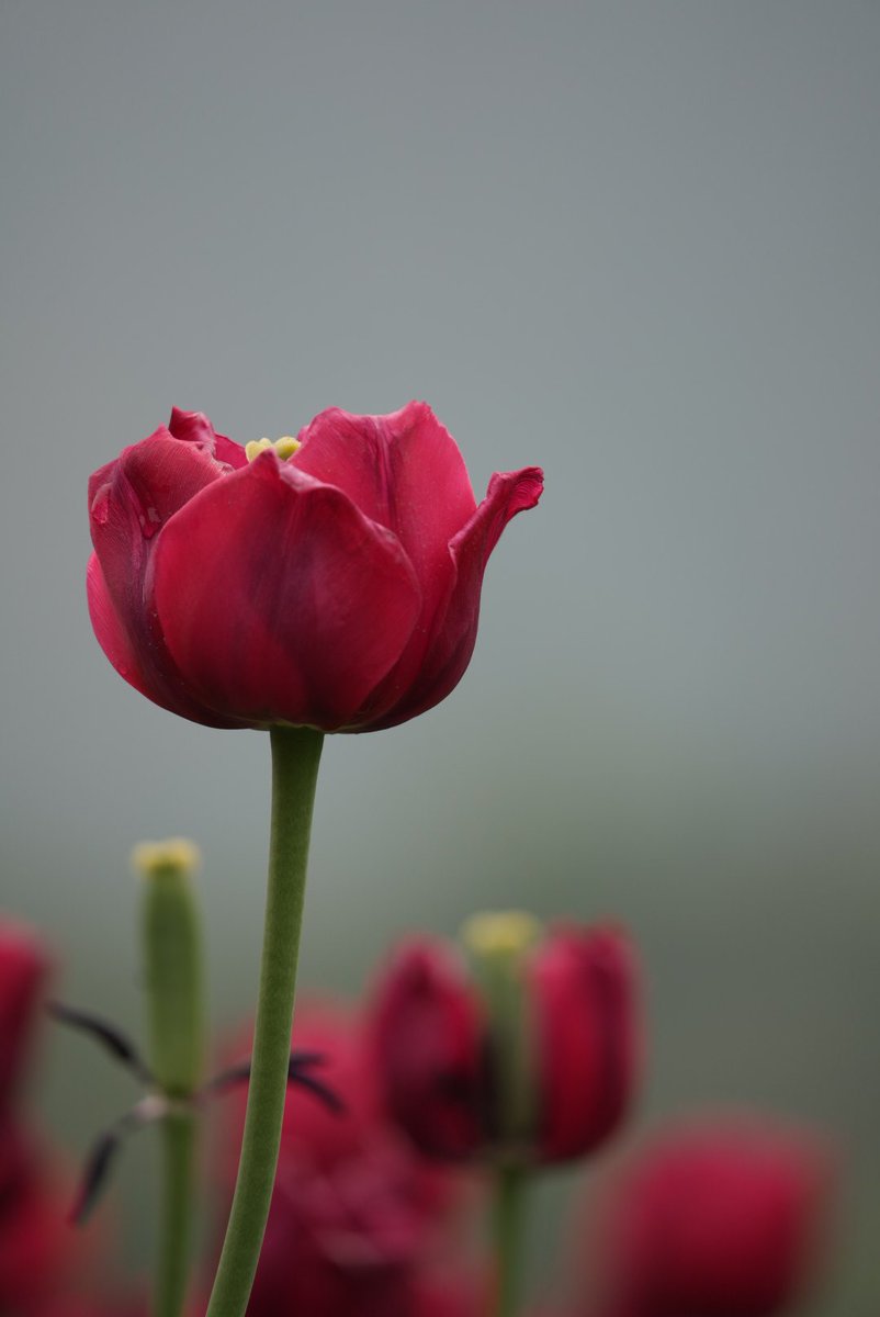 Gm gm gm Twitter fam,,How are you all doing.?
 It's been quite a while since I posted anything at all...I took the much needed break ,an escape to my favourite place - Kashmir..
Spring blooms were waiting....
#NFTs #nftphotography