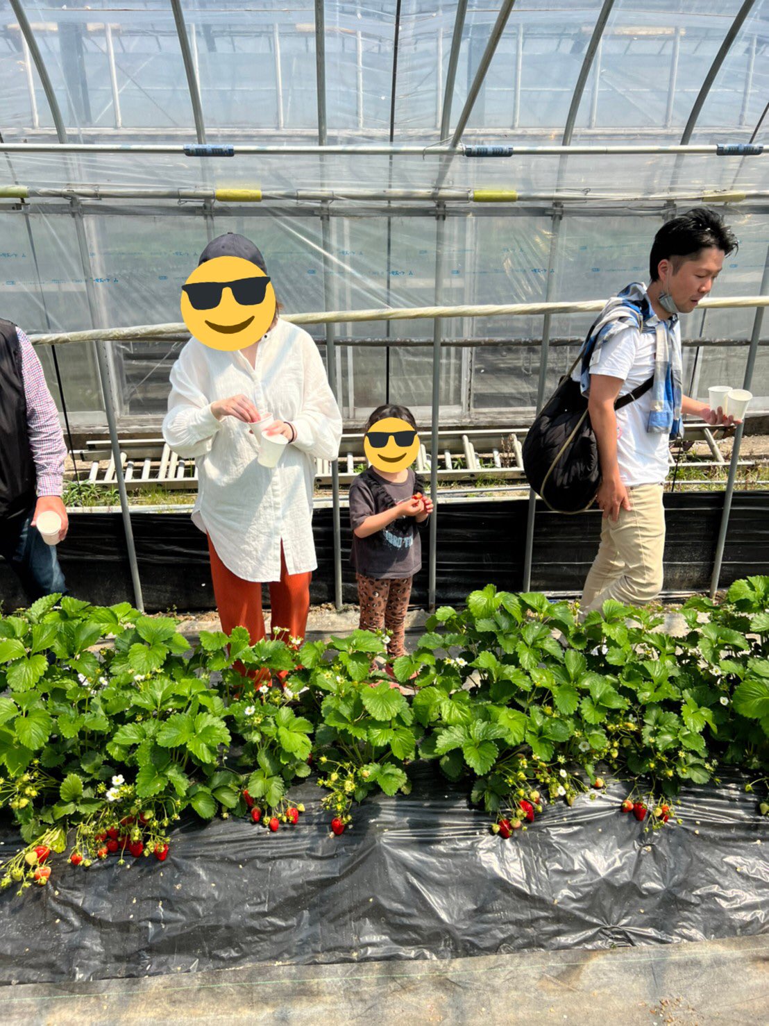 鍋島パパ店長 メトログラッチェ十三店 先日人生初のいちご狩りに行って来ました のどか村は季節に合った 狩りがあるのでお子様連れにおすすめです いちご狩り 信貴山のどか村 T Co Ahlfmwzm5i Twitter