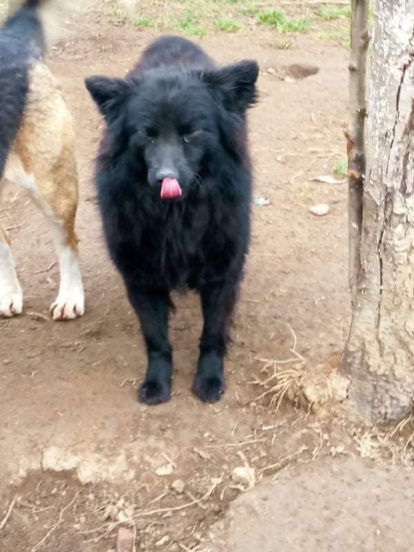 AdAstraRescue's tweet photo. Cleopatra coming at ya! This is our beautiful Cleo! Cleo is a Pulin girl who is active and extrovert. She will need an active home with exercise! Cleo is dog and child friendly 🐾 Can you offer our girl a home? Get in touch! #adoptme #pulin #rescuedogs #helpozegadogs #home https://t.co/730ipc6hL5