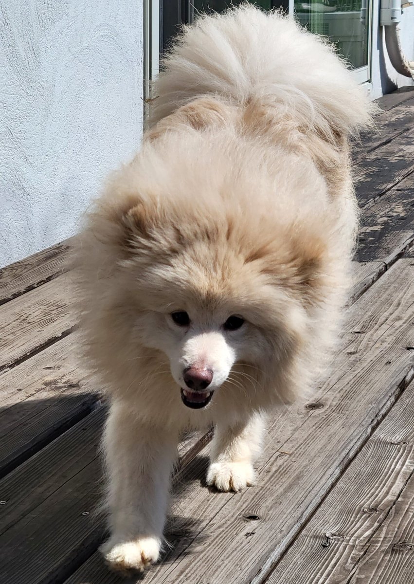 youoyouta's tweet photo. うちの犬ポメラニアンだけどデカポメすぎてポメラニアンに見えないU^ｪ^U
まだ0歳（笑）
毛もまだ1歳になってないからきれないんだって〜
モサモサしすぎてる。
#デカポメ
#ポメラニアン 
#でかすぎ
#かわいい
#赤ちゃん https://t.co/zYq6Ef9pvm