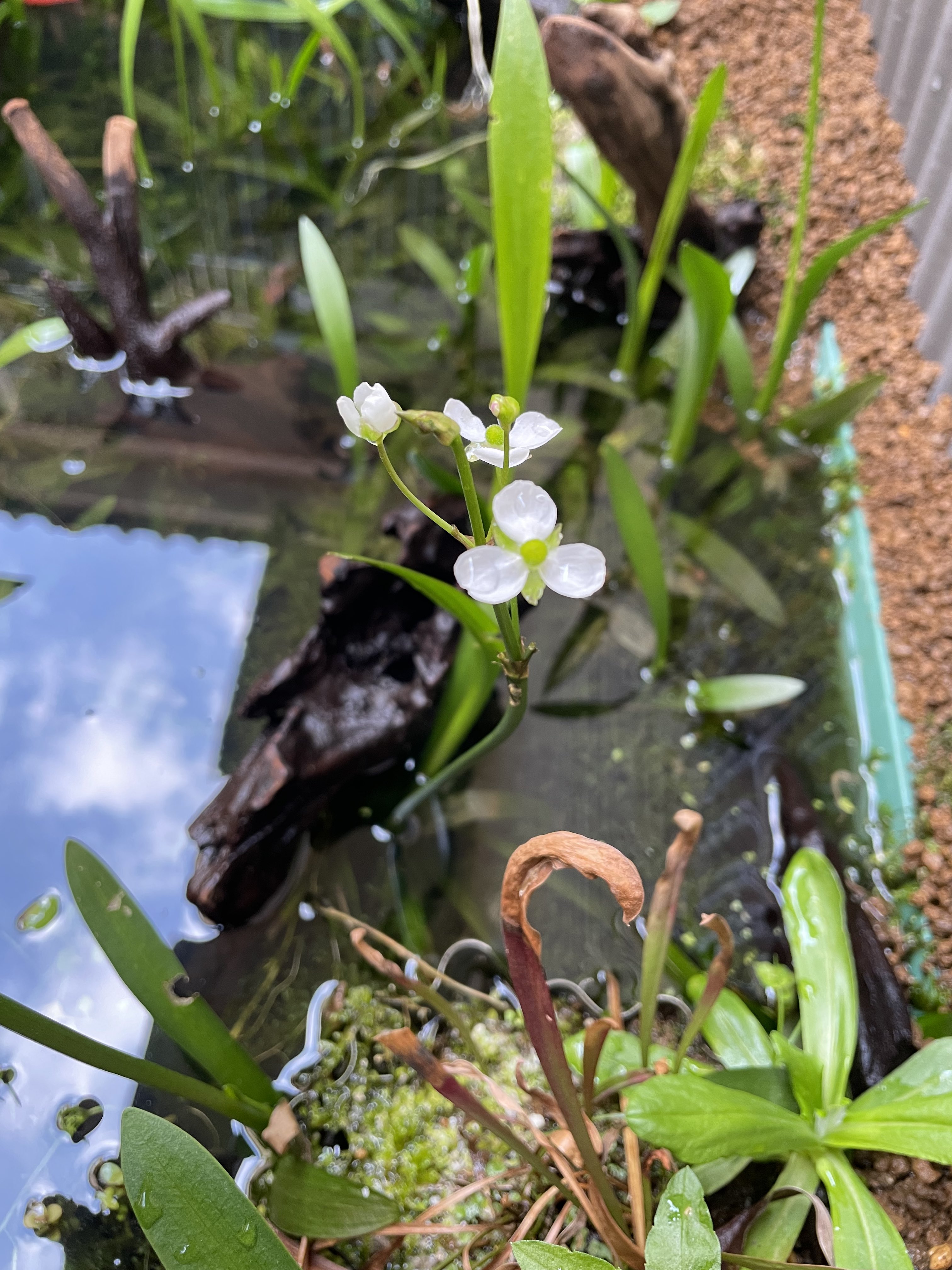 Doradora ビオトープのナガバオモダカの花が咲いた ビオトープの季節がやってくる T Co Ffziuvcg1j Twitter