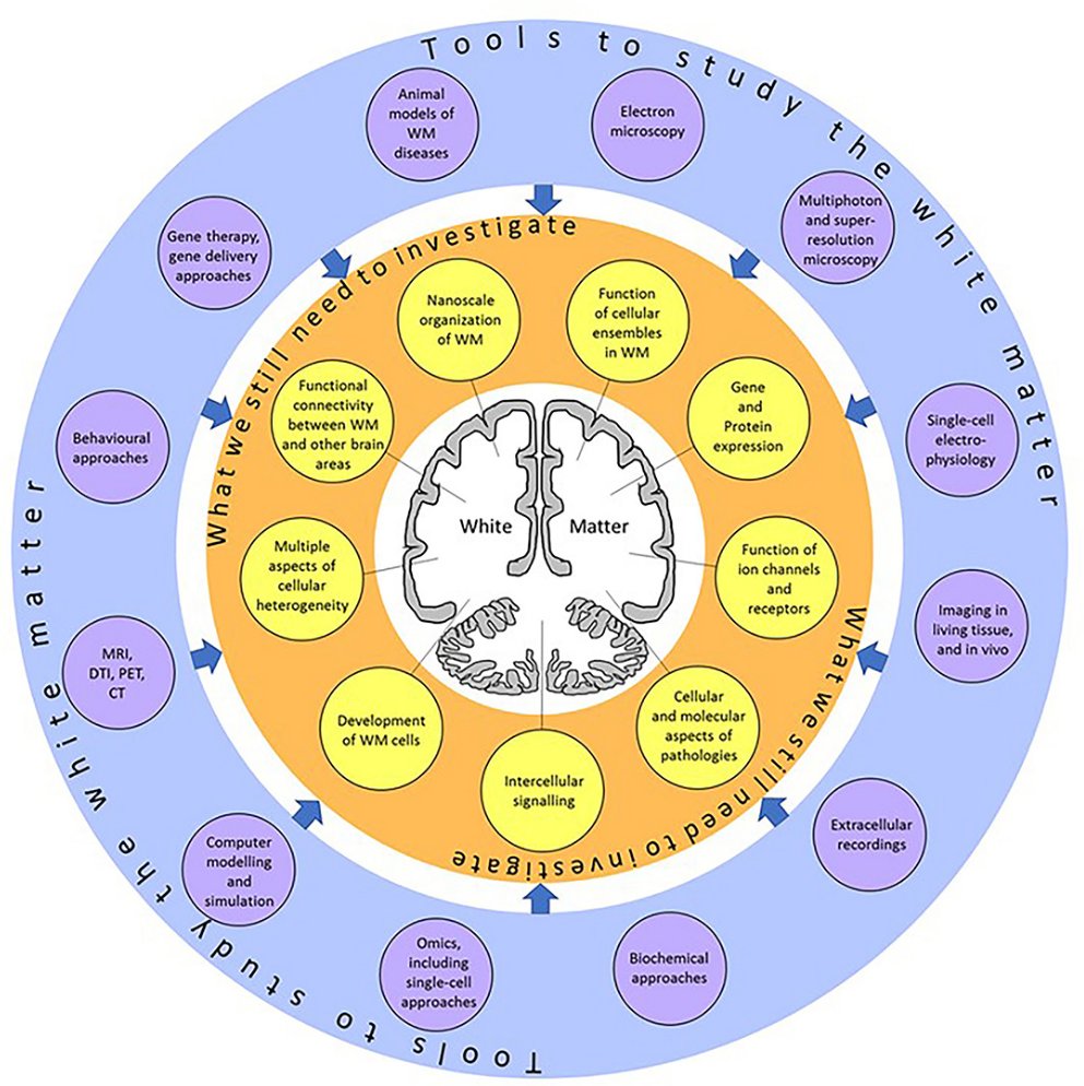 AchucarroGlia's tweet image. &quot;Journey to the Center of the Brain: Cell Physiology and Intercellular Communication in White Matter&quot; in @FrontiersIn #CellularNeuroscience, by @KukleyLab, @Ikerbasque
