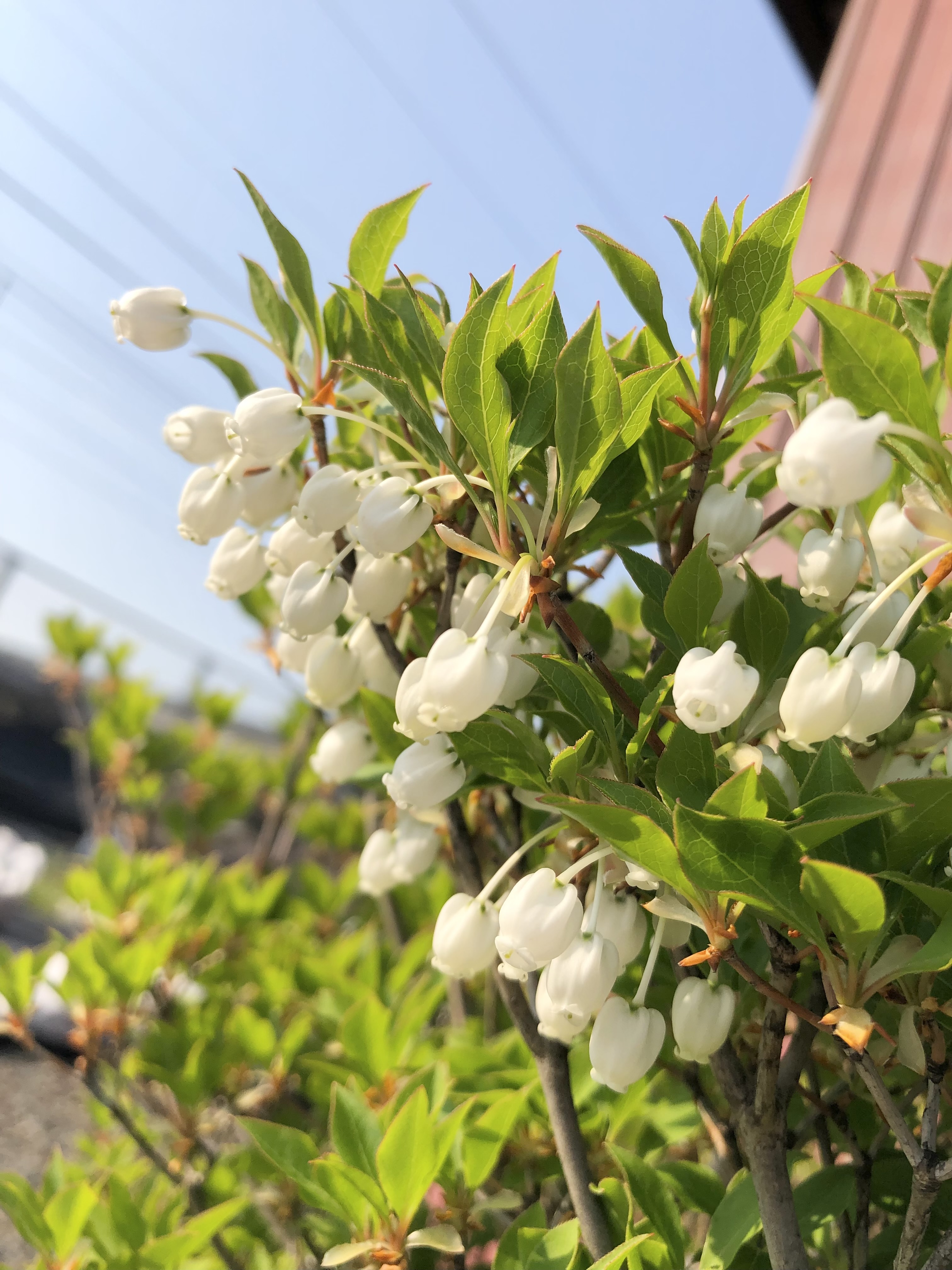 小西本店 錦味噌公式 すずらんの花に似た花をつける ドウダンツツジ 満天星 というステキな別名を持つ 可愛らしいお花です 今日は1日暖かくて良いお天気でした 山陰でもすっきり青空 山陰 島根 錦味噌 日向ぼっこ 日光浴 サトル