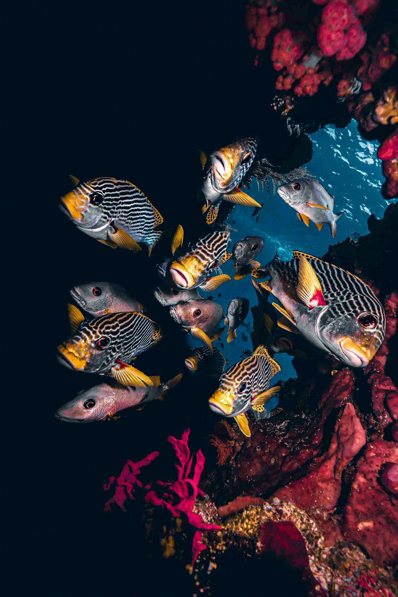 I found these guys hiding away between some corals. Super happy how they all turned and looked at the camera for me. 🙂
#nftphotography