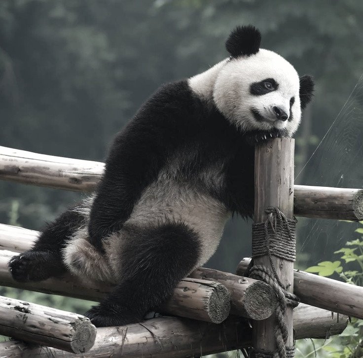 Panda🐼 tweet media