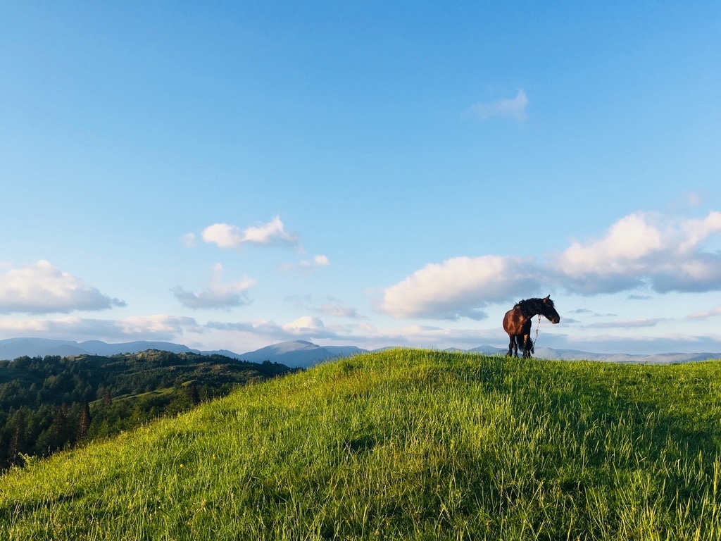 3 weeks until filming for our horseback adventure and #regenerativeagriculture documentary #Thriving commences! Please share widely and keep your eyes peeled for our crowdfunder launching early June! #local #cumbrian #documentary