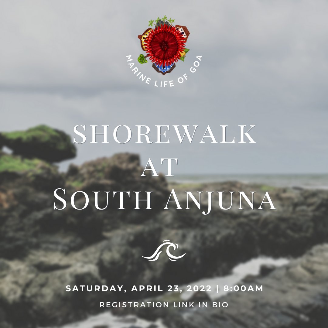 Marine Life of Goa tweet media