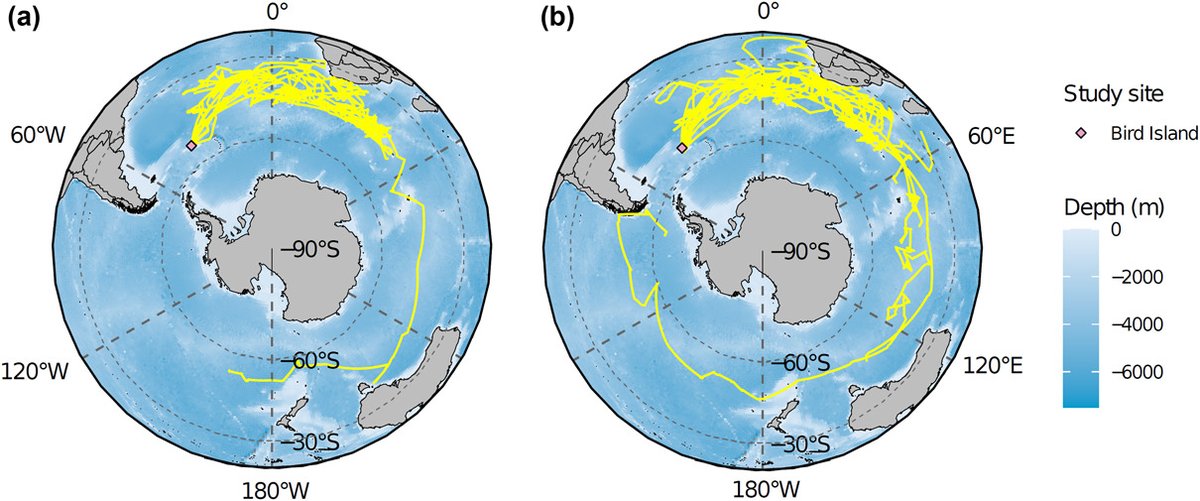 2/4 #birds (n=23) were #tracked for up to 10 months in 2018 & 2019, during which time 1 bird almost conducted a complete global circumnavigation! 🪶🪶🪶