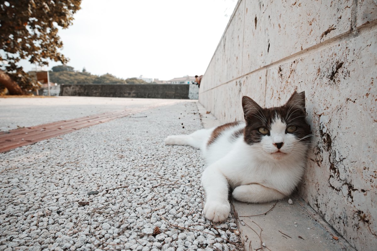 沖縄の猫さん。 6年前にSIGMA dp0 Quattroで撮影。 dp Quattro シリーズは猫にもよいですね。 ふてぶてしく撮れます笑。