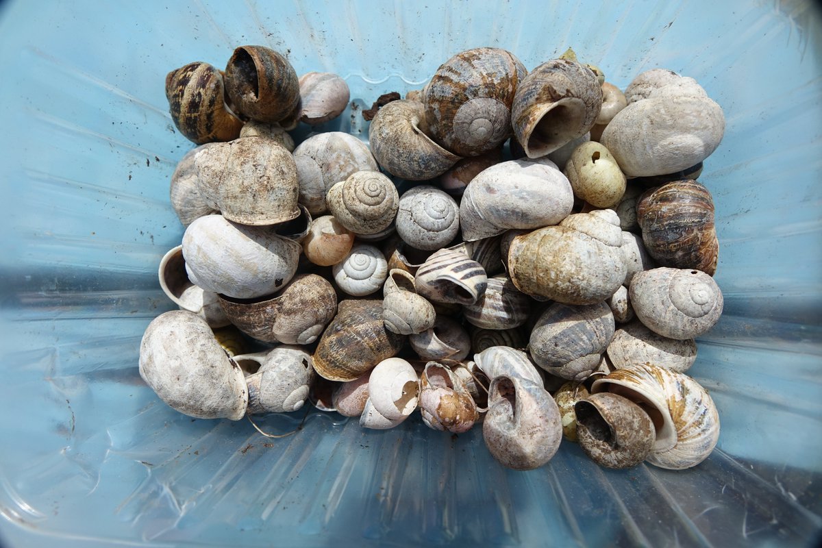 Seen several Two-coloured mason bees (Osmia bicolor) on my allotment, searching for empty snail shells in which they build their nests. Collected more snail shells for them on a walk &amp; after scattering them on the allotment one was already occupied after just 1h :-) #pollinators