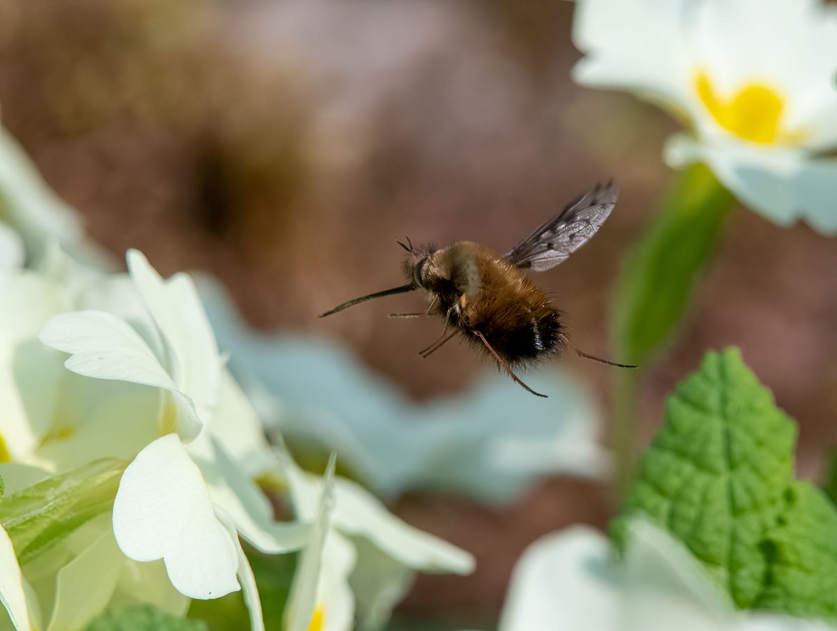 KiffHancock's tweet photo. @flygirlNHM @isabella_tree @KneppWilding @CharlieBurrell_ @DipteristsForum @SoldierfliesRS @WildlifeMag I'm lucky enough to have had both Major and Dotted Fluffs in my garden over the last few years. Unfortunately their host population, ashy mining bees seemed to have crashed this spring, so not looking good for next year. https://t.co/edvcBuN7ZD