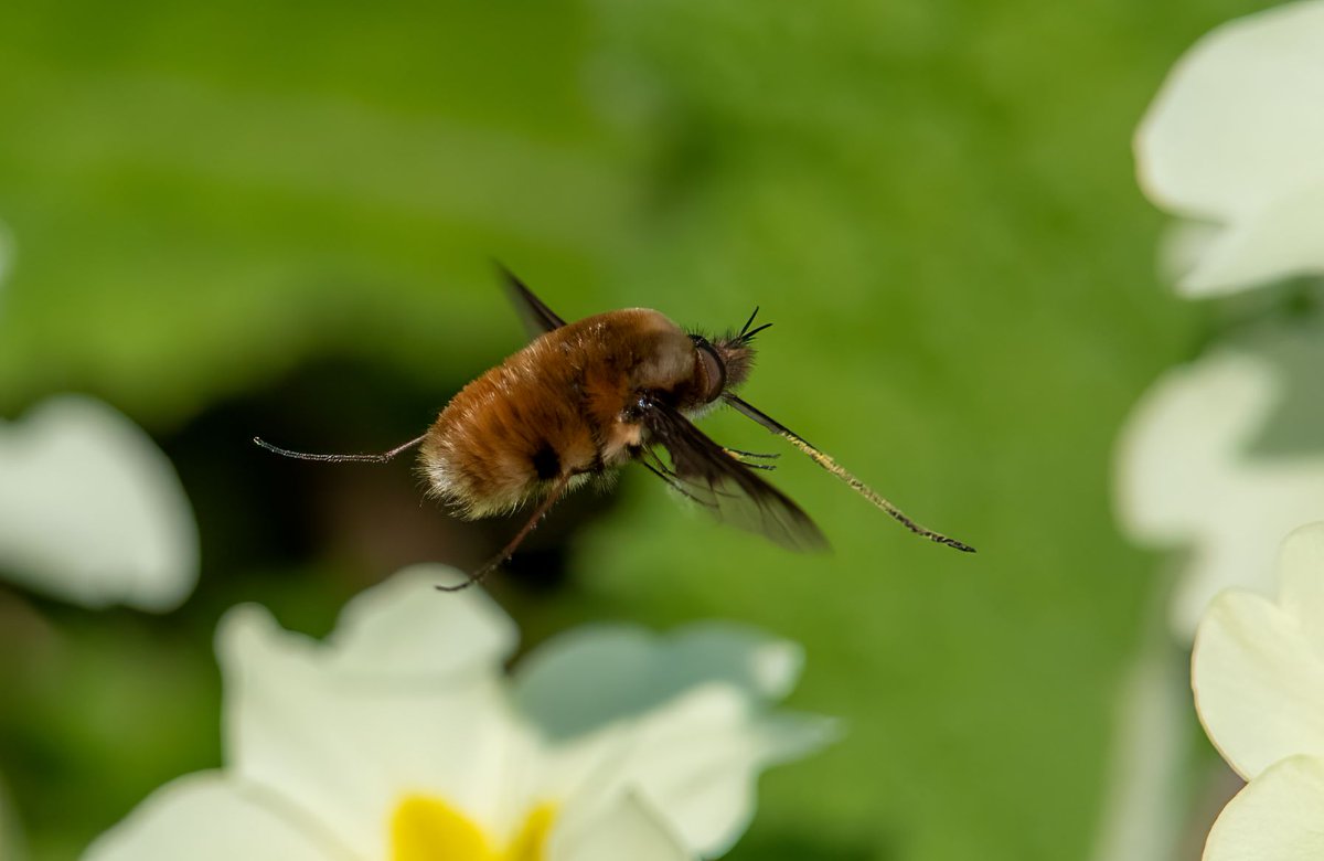 KiffHancock's tweet photo. @flygirlNHM @isabella_tree @KneppWilding @CharlieBurrell_ @DipteristsForum @SoldierfliesRS @WildlifeMag I'm lucky enough to have had both Major and Dotted Fluffs in my garden over the last few years. Unfortunately their host population, ashy mining bees seemed to have crashed this spring, so not looking good for next year. https://t.co/edvcBuN7ZD