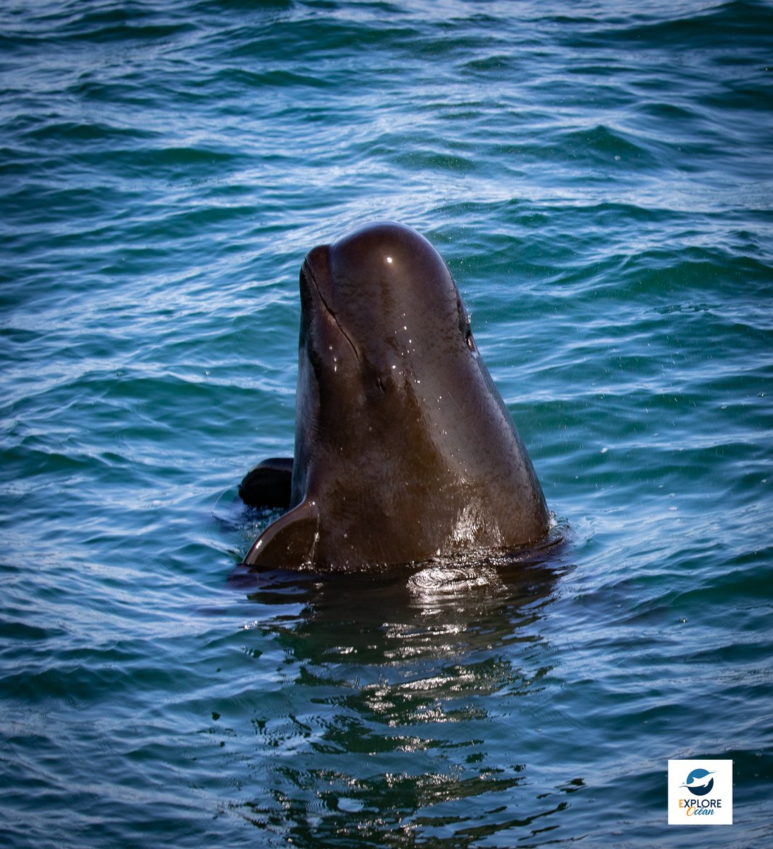 Explore_Ocean's tweet image. Début saison 2022 - Explore Océan - Cote basque youtu.be/YwMRPXcSJes via @YouTube