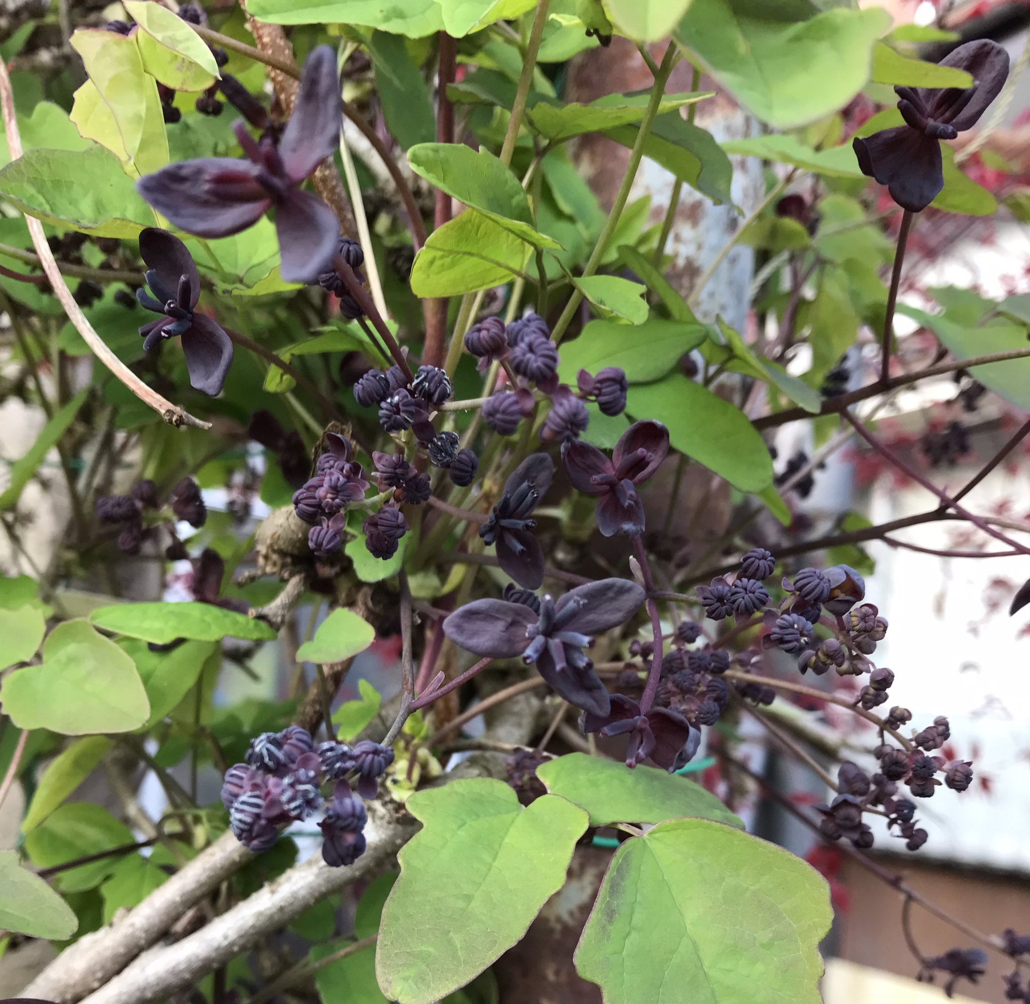 黒まめきなもなママ アケビの花 甘 い 香りがします 花言葉は 才能 と 唯一の恋 だそうです T Co 1mb9cdhkv4 Twitter