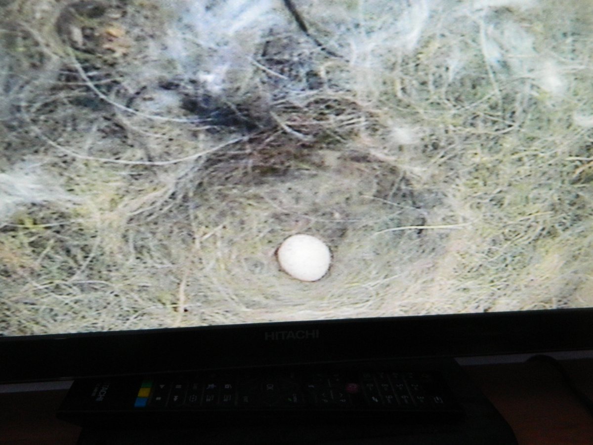 kl_bowes's tweet photo. Yay Judith laid her first egg this morning! @WildLifePaul @TheBrewLady1 @btoyork @BBCSpringwatch https://t.co/kAbv24oGIR