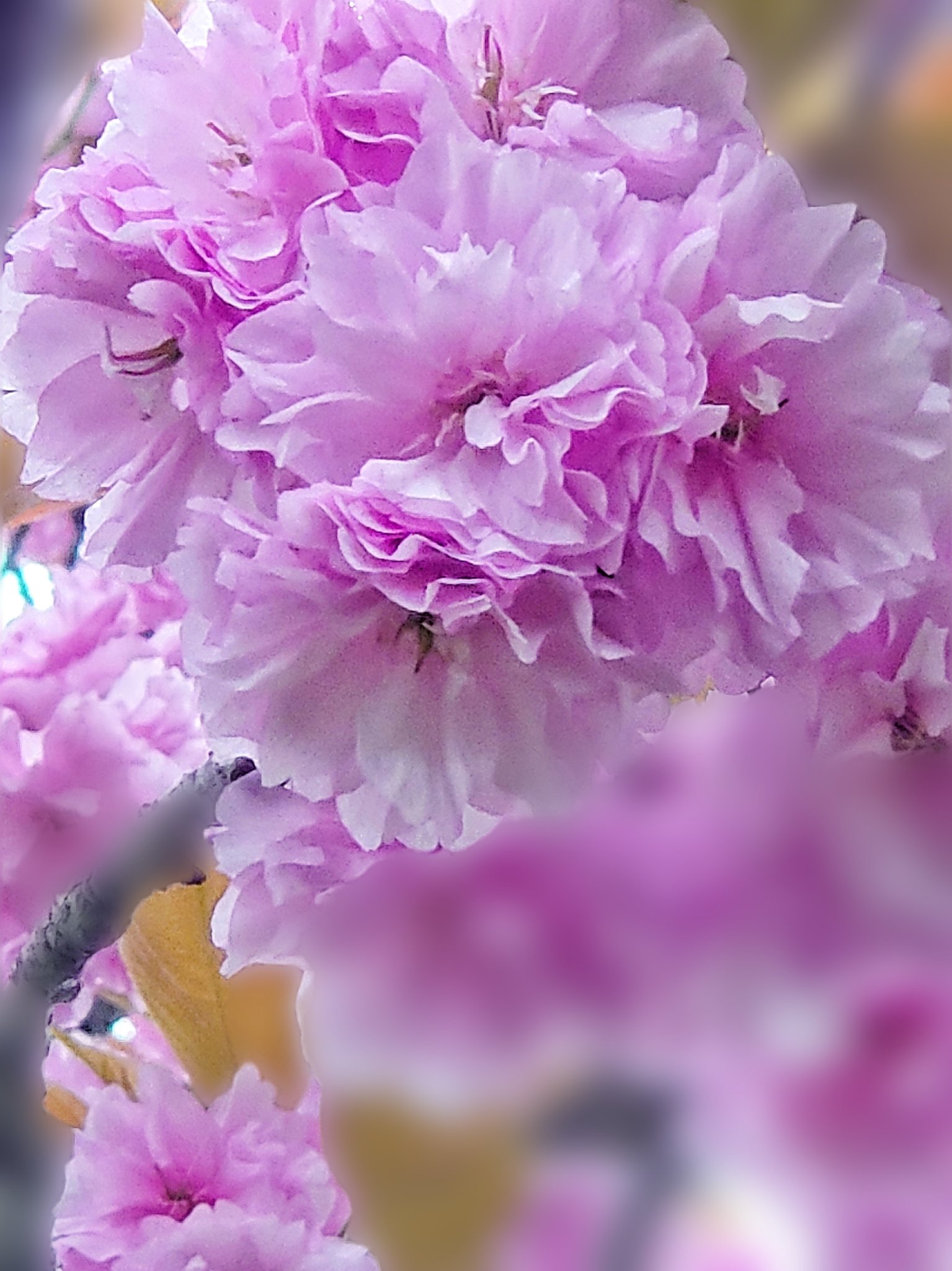牡丹桜 Twitter Search Twitter