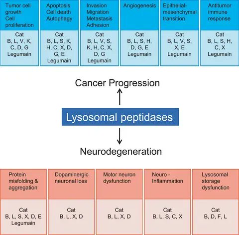FEBS Open Bio (@febsopenbio) on Twitter photo 🔎Lysosomal peptidases—intriguing roles in cancer progression and neurodegeneration
🩺Do they have potential in the diagnosis and treatment of patients?
🔗buff.ly/3JDMdsX
<a href="/unilj/">univerzalj</a> <a href="/JSI_SLO/">Jožef Stefan Institute</a>
#Lysosomal #Peptidases #Neurodegeneration #CancerBiology 🔎Lysosomal peptidases—intriguing roles in cancer progression and neurodegeneration
🩺Do they have potential in the diagnosis and treatment of patients?
🔗buff.ly/3JDMdsX
<a href="/unilj/">univerzalj</a> <a href="/JSI_SLO/">Jožef Stefan Institute</a>
#Lysosomal #Peptidases #Neurodegeneration #CancerBiology