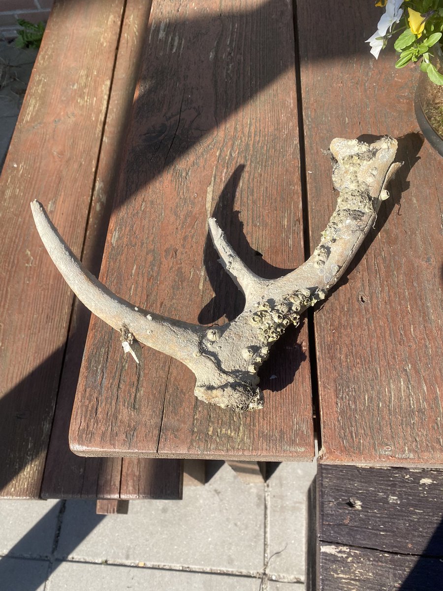 Gevonden op het wad , ben eigenlijk wel nieuwsgierig of zoiets heel oud is , <a href="/NIOZnieuws/">@NIOZnieuws</a> ?