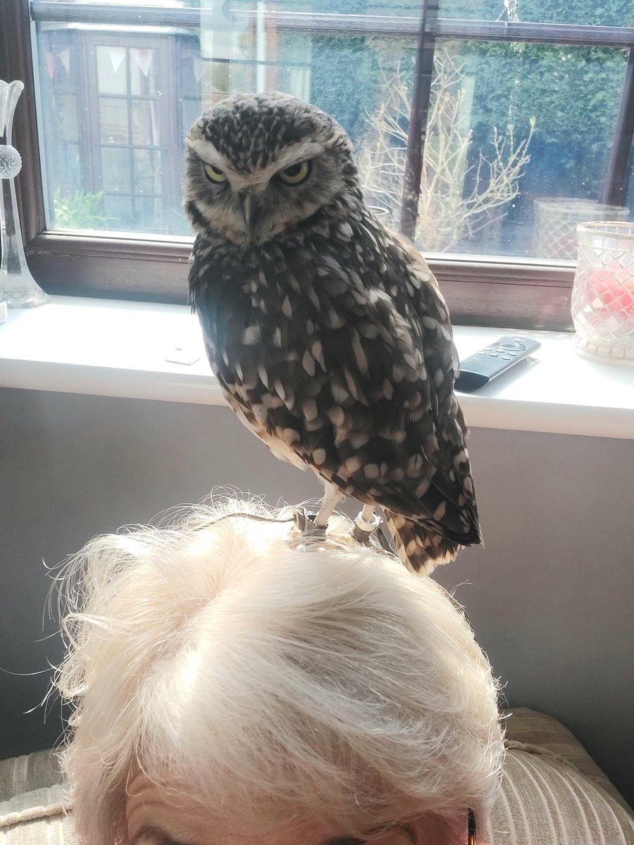 burrowingbolt's tweet photo. I'm only saying ....if it looks like a nest ...its a nest 😉🦉🤣 #Tuesday #nest #nesting #spring #haircare #hair #nestingmaterials https://t.co/sfyArwoVk9