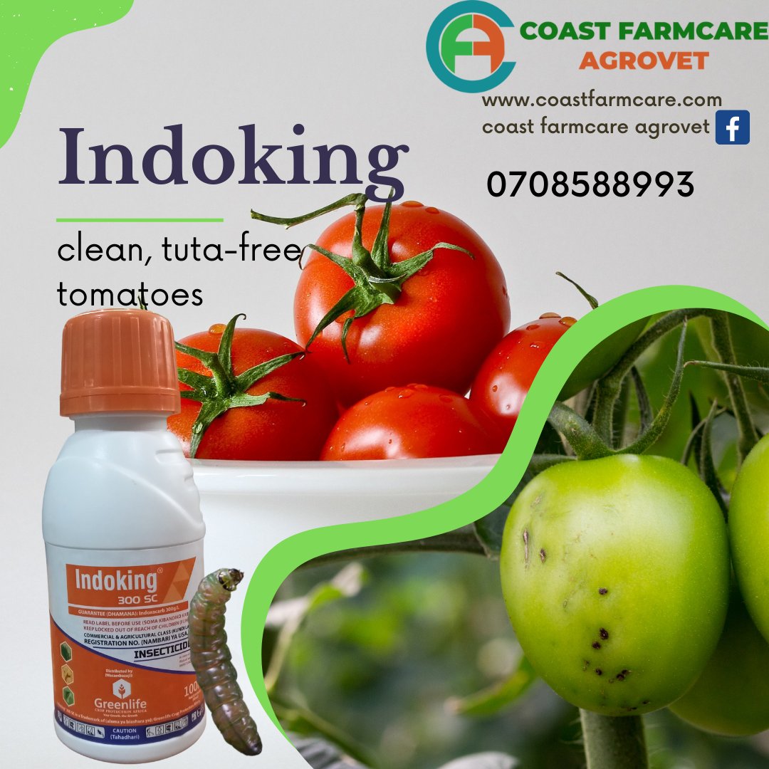 It's that season again! Prevent tomato damage and losses as a result of tuta absoluta. Use Indoking 300 SC. Why indoking? Low  dosage rate hence pocket-friendly, highly effective with negligible cross-resistance. LINDA na Indoking!
#Tomatometer 
#Greenlifecropprotection