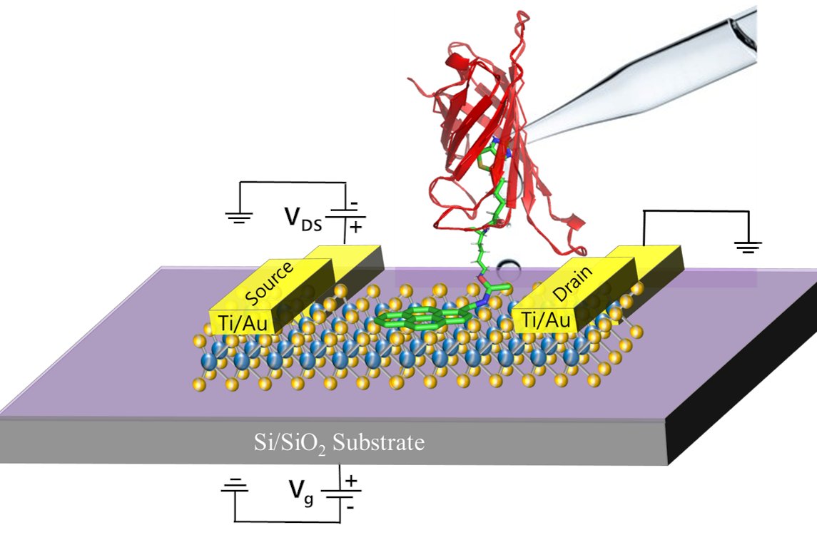 Nano_MDPI's tweet photo. 👉 Precise and Prompt #Analyte #Detection via Ordered Orientation of Receptor in WSe2-Based Field Effect #Transistor
#mdpinanomaterials @skkuintl @kkueduksaEn
Read full #openaccess publication: https://t.co/36mTtoHJkA https://t.co/FmUaLqW83k