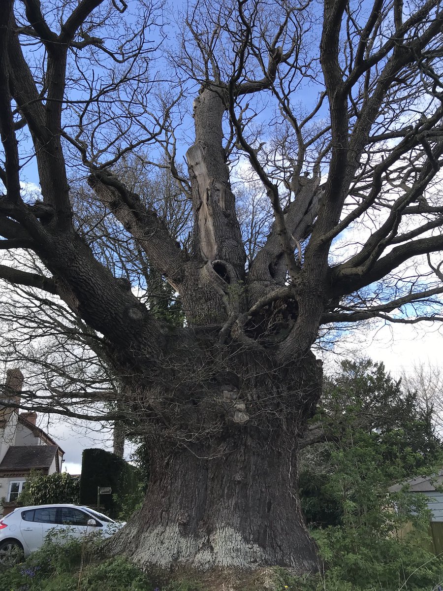 #thicktrunktuesday

The Great Oak at Eardisley, Herefordshire.
Over 9m in girth, hollow and in good health.

#EardisleyOak #AncientOaks #AncientTrees #HerefordshireOaks #HerefordshireTrees #GreatOaks

Ancient Tree Inventory tree 46
bit.ly/37rsqQg