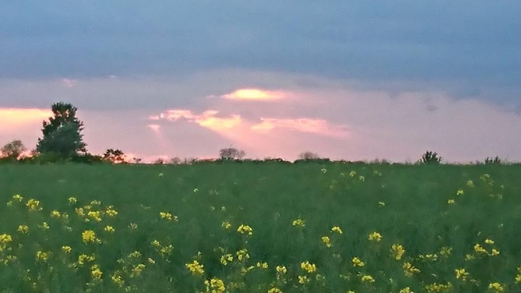 ArroJoanne's tweet photo. @blim0827 @ecology_tweets π @East_Riding one of the main drivers of biodiversity loss is habitat destruction. Reverse the planning decision to allow @Wykeland to concrete over Melton Fields destroying wildlife habitat just to build @AmazonUK warehouse thatβs not wanted or needed https://t.co/GYachE2wQ9