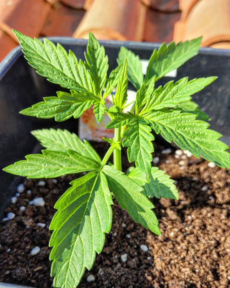 RaulSantos1981's tweet photo. Comienza la escalada vertical 🧗♀️desde Sur🧭#buddhaautotangie 🍊 by @BuddhaSeeds
Alimentada con sustrato #TopCrop
@BuddhaSeeds 🧘
#buddhaseeds #topcrop #topmass #cannabisculture #cannabisfree #cannabiscomunity #WeedLovers #WEEDSMOKERS #19Abril https://t.co/hfns8hAx5I