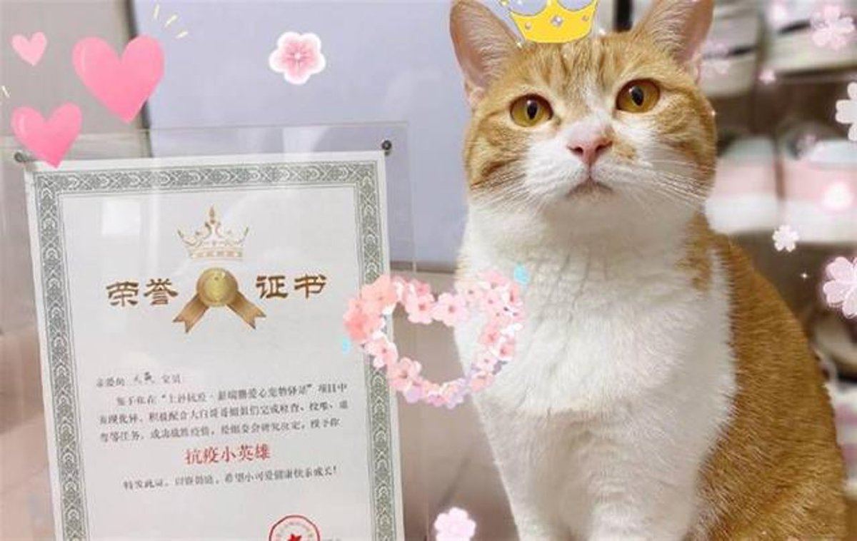 MorningGBA's tweet photo. Shenzhen has recently established the country’s first Mobile cabin hospital for pet, which provides free custody, observation, nursing, health monitoring and medical security services for pets belonging to centralized quarantine citizens in Guangming District. https://t.co/NcE6nQcrSe