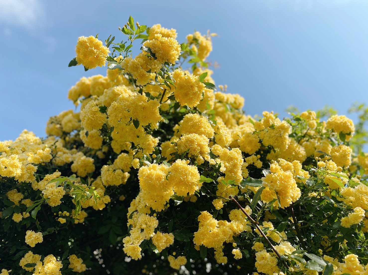 志のぶ幼稚園 モッコウバラの花言葉は 幼いころの幸せな時間 モッコウバラと子どもの笑顔が重なるこの季節は とても晴れやかな気持ちになります 23日はわいわいパークでワンダーランドを開放します 是非アーチをくぐりにいらして下さい T