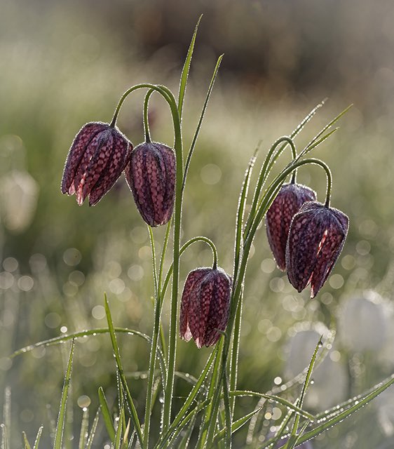 wildlondonpics's tweet image. Thanks for the fol back @s4r4h_l and I share your love of the natural world and nothing better than a weekend like we have just had and getting out on my bike to enjoy it - have a nice week #bushypark #londonwetlandcentre #westputney @theroyalparks @WWTLondon @putney_bid