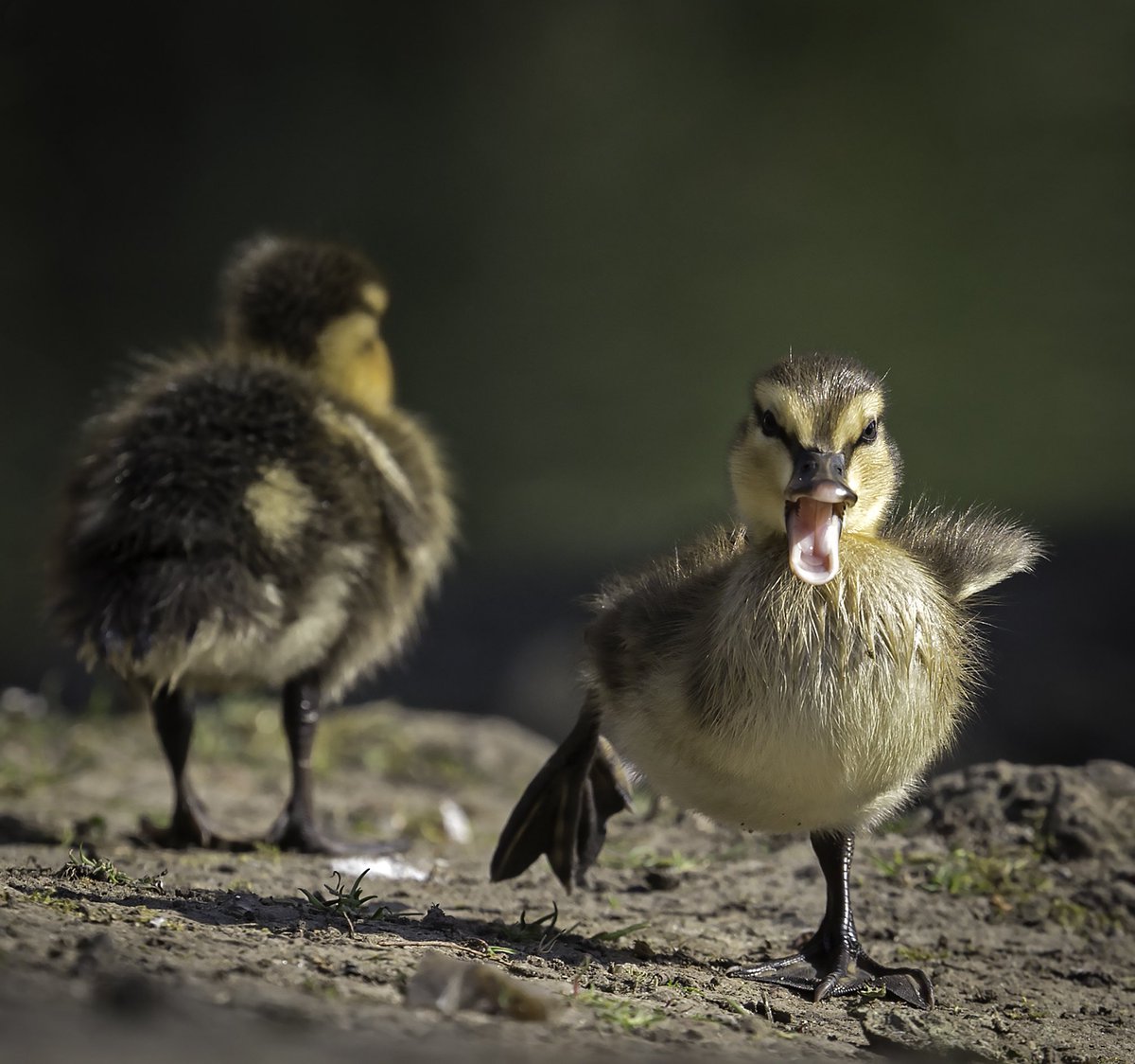 wildlondonpics's tweet image. Thanks for the fol back @s4r4h_l and I share your love of the natural world and nothing better than a weekend like we have just had and getting out on my bike to enjoy it - have a nice week #bushypark #londonwetlandcentre #westputney @theroyalparks @WWTLondon @putney_bid