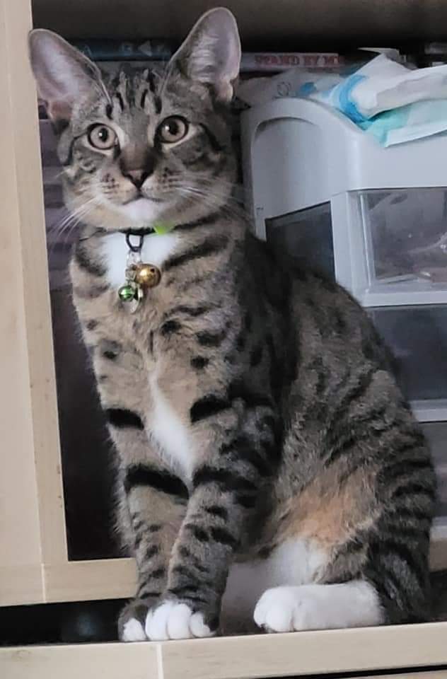 My name is Carlisle I have been a very silly boy, I got out of the house overnight and I am now lost, I am chipped and live on eltham drive my little owner will be missing me, please keep an eye open for me - *Copied* #NG8 (19/04/22)