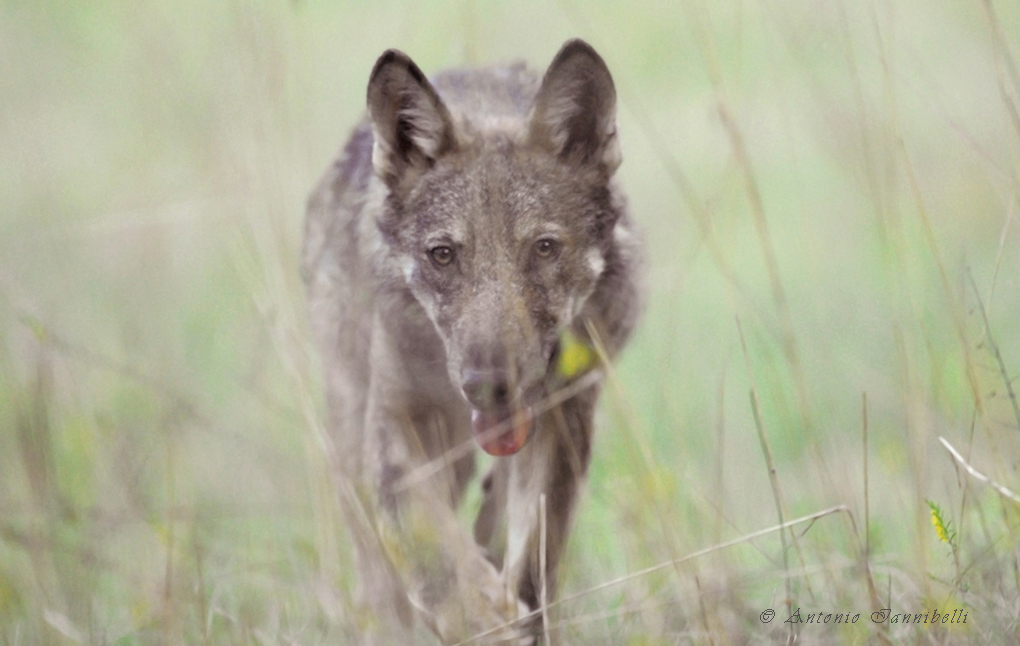 Returning wolves in the Italian Apennines reshape patterns of crop damages by wild boar! New paper by <a href="/MarcoDavoli3/">Marco Davoli</a> out in Biological Conservation  sciencedirect.com/science/articl…