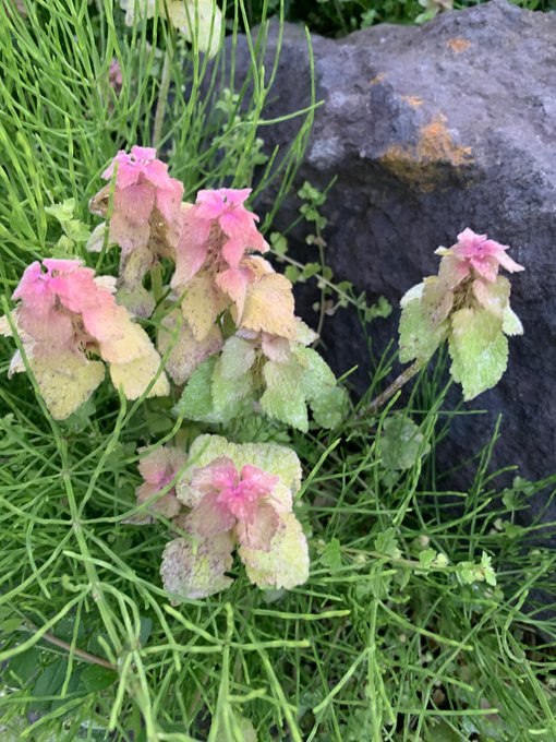 なんかヘンなグラデーションの色の花?がそこいらじゅうにたっくさん咲いてるけどなんじゃろこれ 