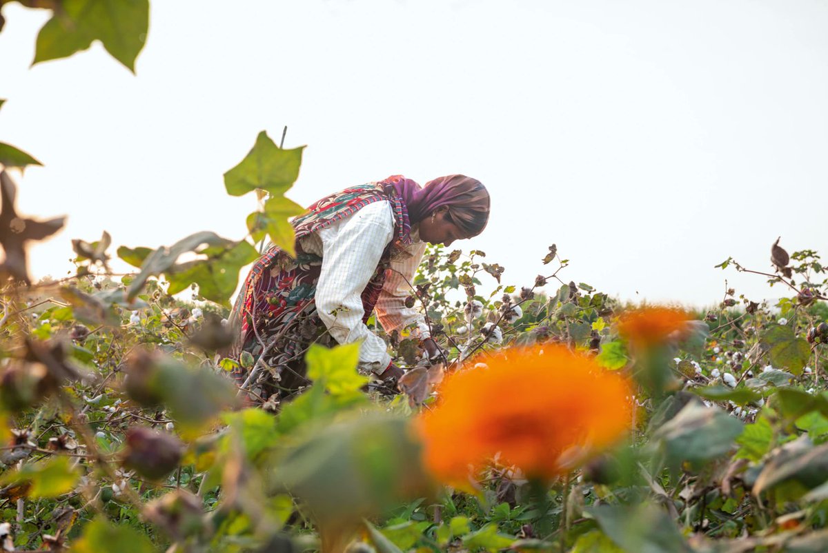 Today for #FashionRevolutionWeek we're focusing on sustainable clothing brand PATAGONIA! 

Piloting the 1st crop of Regenerative Organic Certified™ Cotton in 2018 with 150 farmers, they now have over 800 farmers growing the highest standard organic cotton. 
📸Tim Davis Patagonia