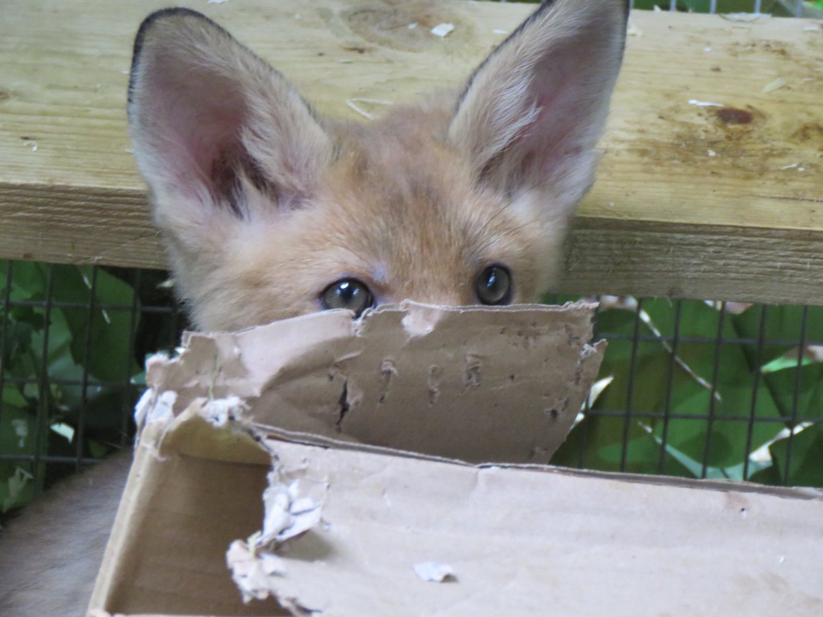 carolmmartin10's tweet photo. “Can you see me?” One of the beautiful cubs at #thefoxproject
#FoxOfTheDay @ChrisGPackham https://t.co/q8a69KDCXf