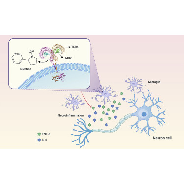 SciencNews's tweet photo. Nicotine and its metabolite cotinine target MD2 and inhibit TLR4 signaling。
@The_InnovationJ @CHNSci @YangZha42341102
#science #AcademicTwitter #SciTwitter #research #NEWS #technology #scicomm #MedTwitter #Chemistry
https://t.co/hCSEjYxqBc https://t.co/x3WG4nPDI2