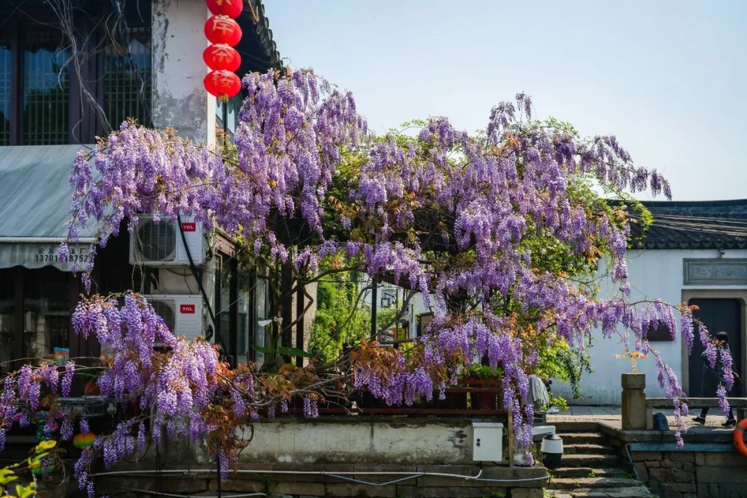 ThisisSuzhou's tweet photo. April is peak #spring and the time that wisteria flowers come into bloom. Feast your eyes on these purple wisteria waterfalls at many historic streets in #Suzhou, which transform these places into a wonderland to behold. #SpringInSuzhou #SpringVibes ๐ธ https://t.co/FcpgnJFgMu
