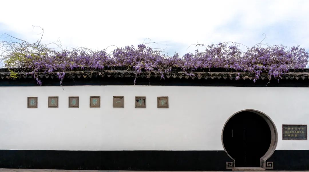 ThisisSuzhou's tweet photo. April is peak #spring and the time that wisteria flowers come into bloom. Feast your eyes on these purple wisteria waterfalls at many historic streets in #Suzhou, which transform these places into a wonderland to behold. #SpringInSuzhou #SpringVibes ๐ธ https://t.co/FcpgnJFgMu